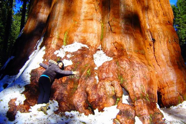 [Karen and giant sequoia[8].jpg]
