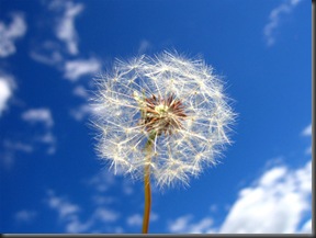 wishes wishes