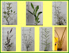 50x NZ NATIVES COMBO ~ Hardy Tree & Shrub