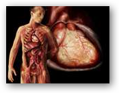 Treating Heartbeat Arrhythmia In Dogs Treating Heartbeat Arrhythmia In Dogs
