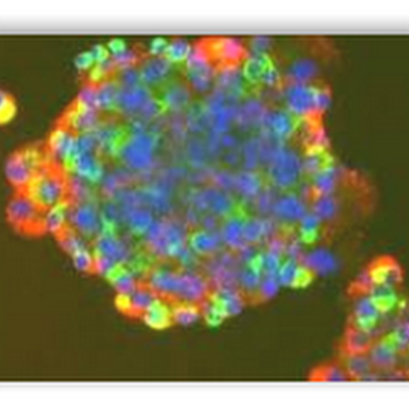 Scientists Send Letter Urging Congress to Pass The Stem Cell Bill ASAP