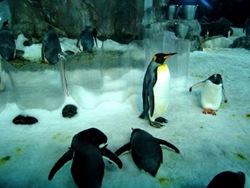 Penguins at Kelly Tarltons Auckland Cheap Flights Penguins at Kelly Tarltons Auckland Cheap Flights