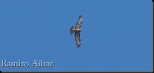 160809-23 ratonero comun 