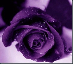 Rosa Purpura