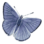 [butterflies_63[2].gif]