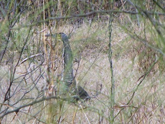 Bare throated Tiger heron