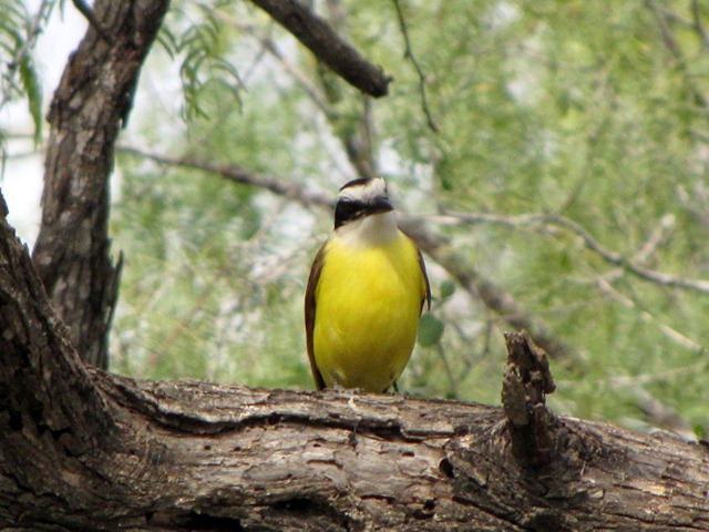 [Great Kiskadee[5].jpg]