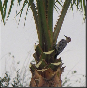 gold fronted woodpecker2