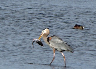 Great-Blue-Heron-Fishing