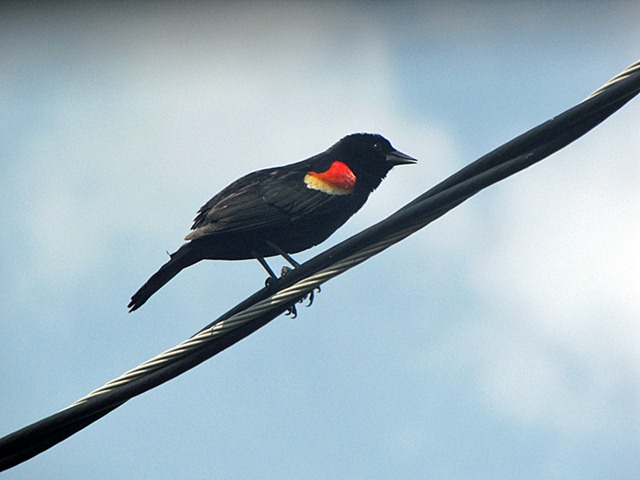 [Redwingedblackbird[3].jpg]