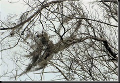 nest nest