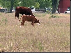 cow4 cow4