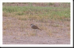 kildeer kildeer