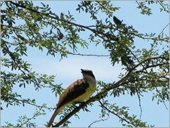 kiskadee3 kiskadee3