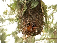Alitmore Oriole3 Alitmore Oriole3