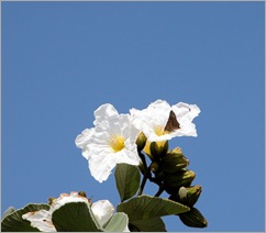 mexican oilve buttefly mexican oilve buttefly