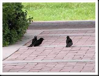 Anifledglings Anifledglings