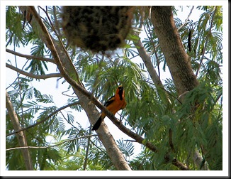 oriole andnest