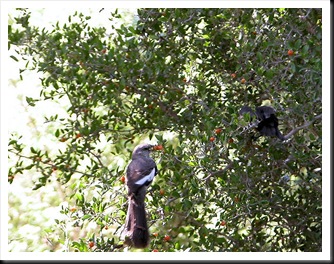 mockingbird and baby mockingbird and baby