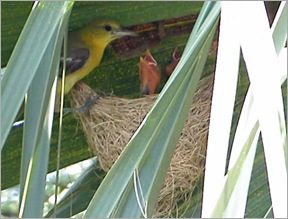 hoodedoriole3 hoodedoriole3