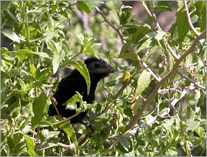 anifledings2 anifledings2