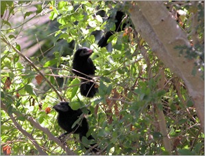 anifledings anifledings