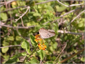 butterfly3 butterfly3