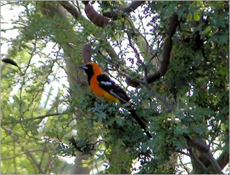 Hooded oriole