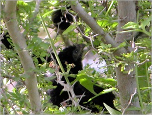 anifledglings2 anifledglings2