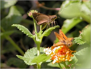 Liris Skipper and Whirlabout Liris Skipper and Whirlabout