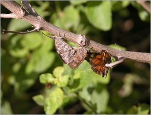 3butterflies 3butterflies