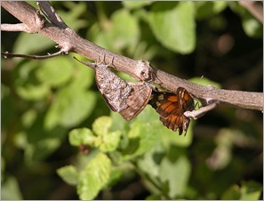 3butterflies