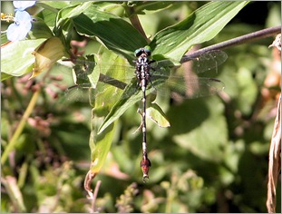 ringed foreceptail ringed foreceptail