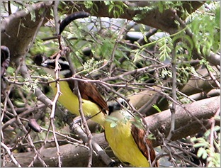 kiskadee07211