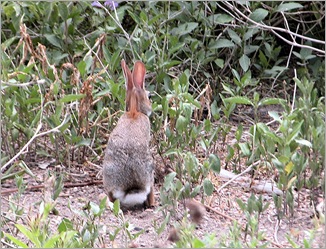 bunny07212 bunny07212
