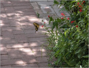 swallowtail swallowtail