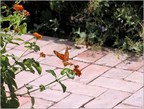 butterfly072303 butterfly072303