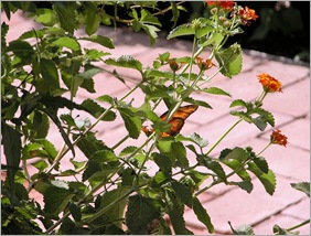 butterfly072304 butterfly072304