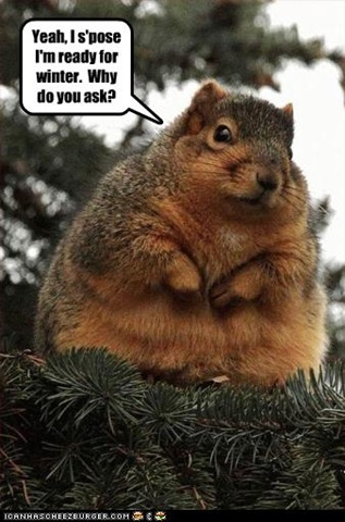 [funny-pictures-squirrel-is-ready-for-winter[3].jpg]