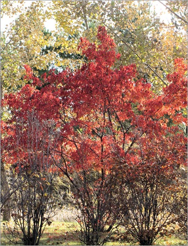 lovely tree lovely tree