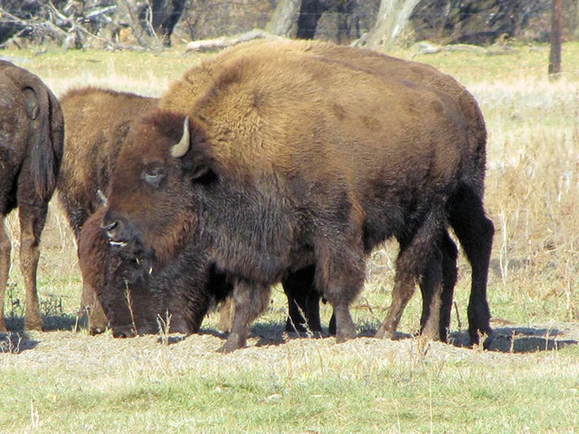 [Buffalo24.jpg]