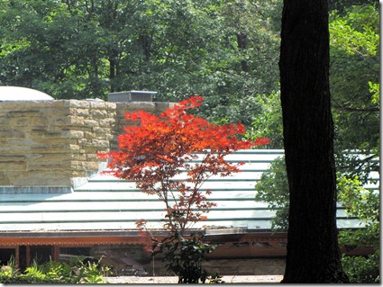 Tree Kentuck Knob