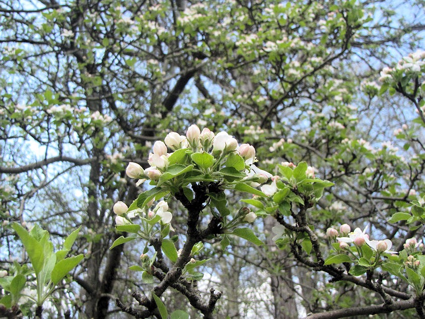 [flowering-tree8.jpg]