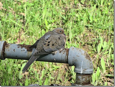 Morning Dove