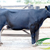 Vaca Ger. 08 11/16 HO 1ª Cria 36 kg