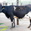 Vaca Ger. 08 1/2 Jersey 1ª Cria 28 kg