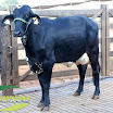Vaca 1ª Cria - 1/2 HPB V7 - 31 kg