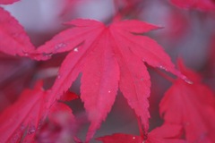 Red Leaf