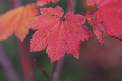 Red leaf