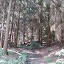 Schattiger Wald.
Bei den Witterungen eine Wohltat